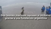 Dos leones marinos regresan al océano gracias a una fundación argentina