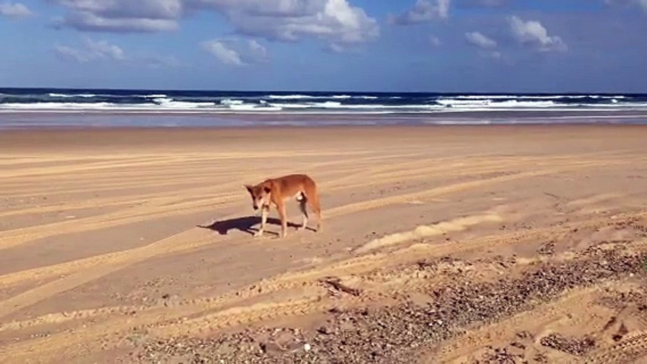 Fraser Island 2 Day Tour | Fraser Island Day Tours | Sunset Safaris