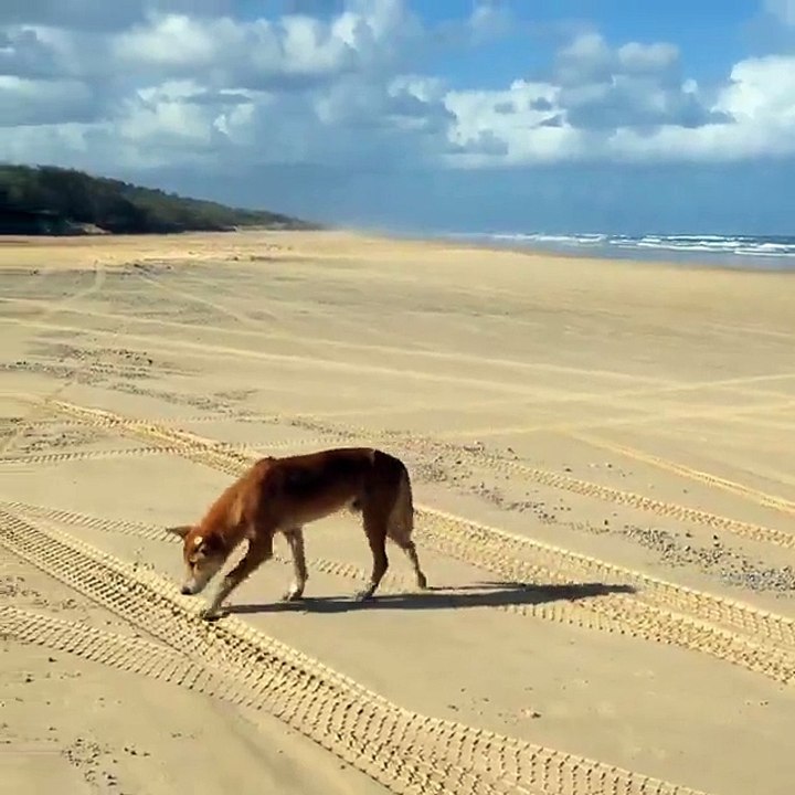 Fraser Island Tours | Fraser Island Day Tour | Fraser Island Activities Australia