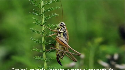 Greieri, animale, insecte, sunete și zgomote de apă curgătoare