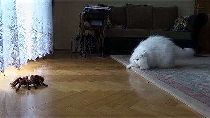 Ce chat n'a pas peur des araignées...