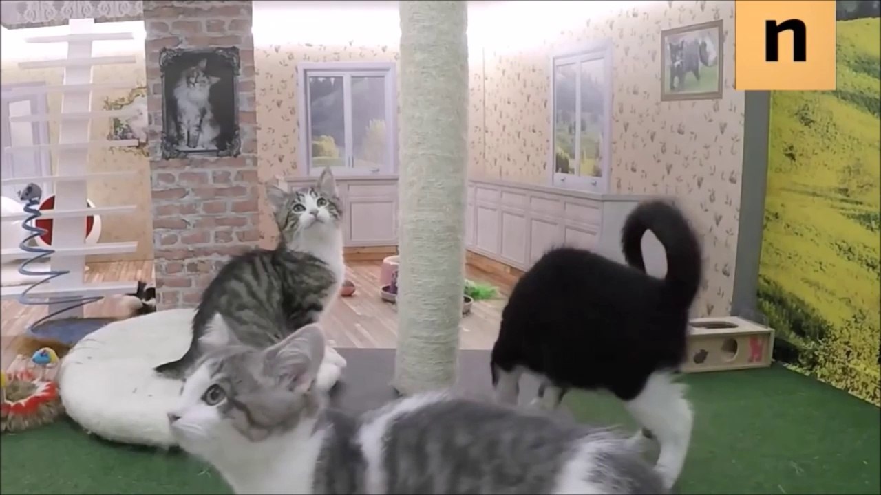 La première Télé-réalité pour chat - 'Keeping Up With The Kattarshians'