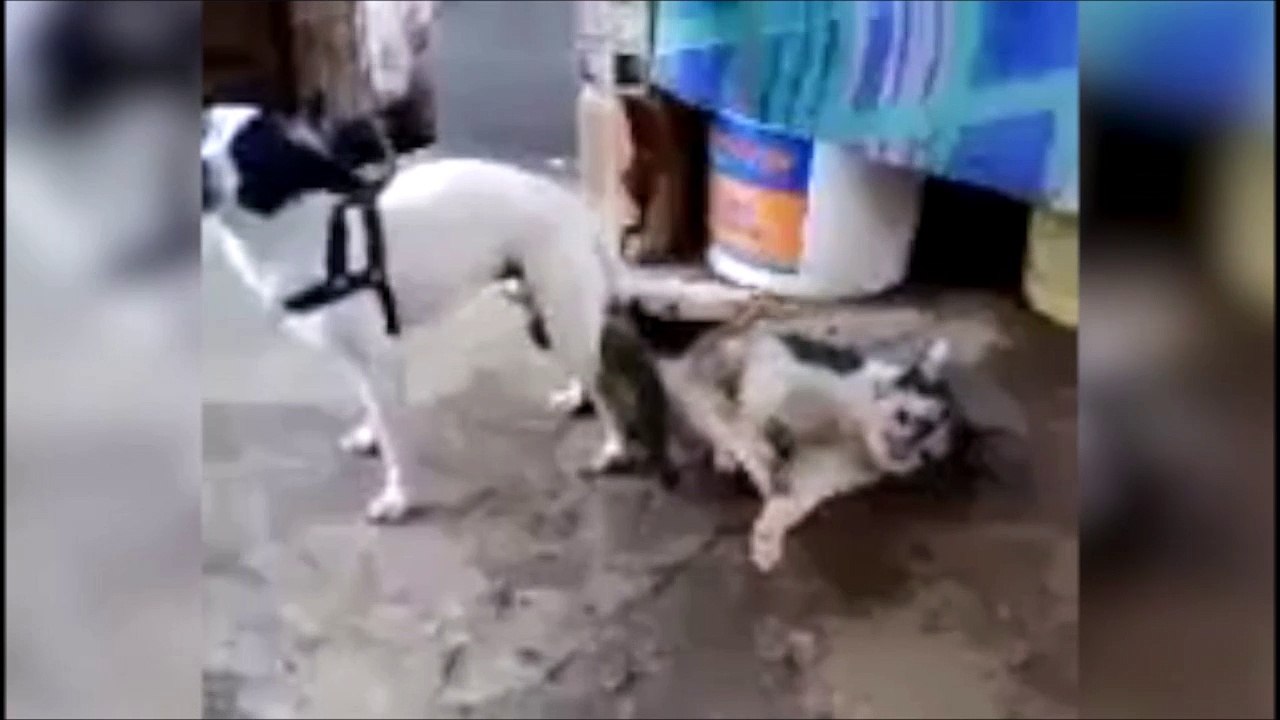 Mais qu'est-ce que t'as fait à ce pauvre chat... Vilain chien