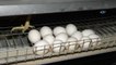 Okulların Açılması ile Yumurta Fiyatlarının Artması Bekleniyor