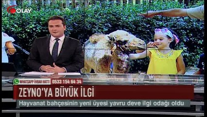 Zeyno'ya büyük ilgi (Haber 04 09 2017)