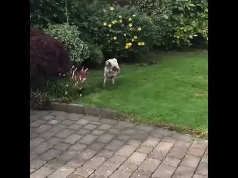 Pug's Unusual Need to Handstand While Peeing
