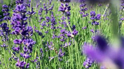 La lavande vraie, l'huile essentielle indispensable