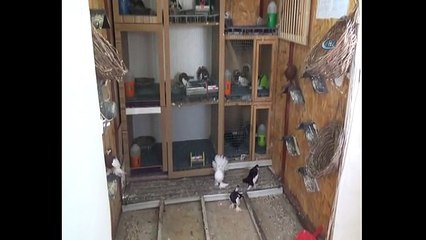 Güvercine kalp masajı kamerada