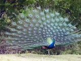 Amazing Peacock Dance Free Stoke Footage - Free to Use