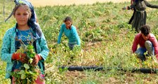 Yaz-Kış Demeden Tarlada Çalışan Tarım İşçilerinin Çocukları, Okula Gitmek İstiyor