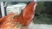 Broody Rooster Hatching Eggs 1st Time