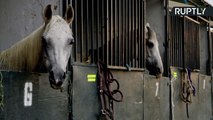 Pets Evacuated from SoCal Blaze Find Shelter at Local Equestrian Center