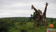 Giraffes After Watching Too Much Mayweather vs McGregor - Latest Sightings Pty Ltd