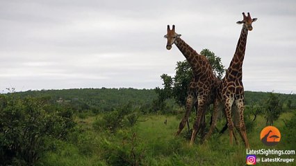 Giraffes After Watching Too Much Mayweather vs McGregor - Latest Sightings Pty Ltd