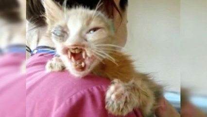 kitten Rejected For Being Too Ugly Is Saved By 7 Year Old Girl