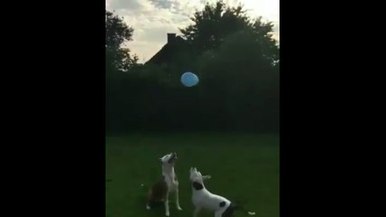 Dog Playing With Ball