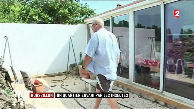 Roussillon : un quartier envahi par les insectes