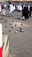 Pegions in holy land of Makkah