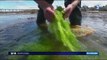Les scientifiques cherchent à maîtriser la reproduction des algues