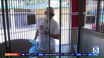 Hot Dogs at Outdoor Animal Shelter Get Special Delivery Amid Heat Wave