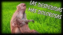 LAS 8 DESPEDIDAS MAS DOLOROSAS Y DESGARRADORAS ENTRE ANIMALES (PARTE 3) | OSCAR JACK