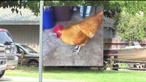 Residents Shocked After Neighborhood Rooster is Purposely Hit, Killed