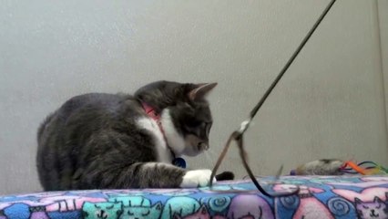 Mejores mascotas para tener en casa