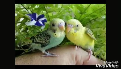 Top las mejores aves de mascota