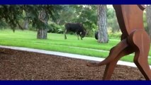 At the end of his rope! Woman steps outside for her morning coffee to find a moose sparring with a tire swing in her yar