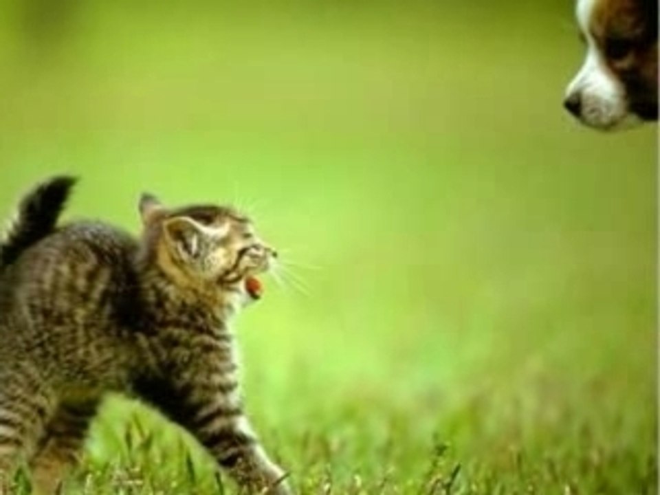Montage chat