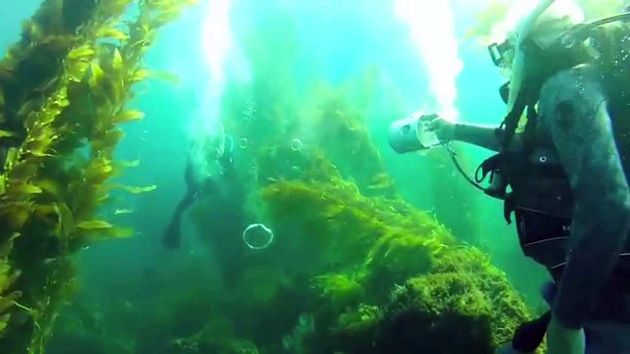 Ils s’amusent à se tirer dessus avec des pistolets sous-marin à air comprimé