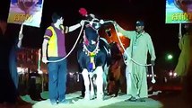 Inauguration Ceremony of Cow Mandi 2017 - Cow Mandi 2017 - Eid ul Azha 2017