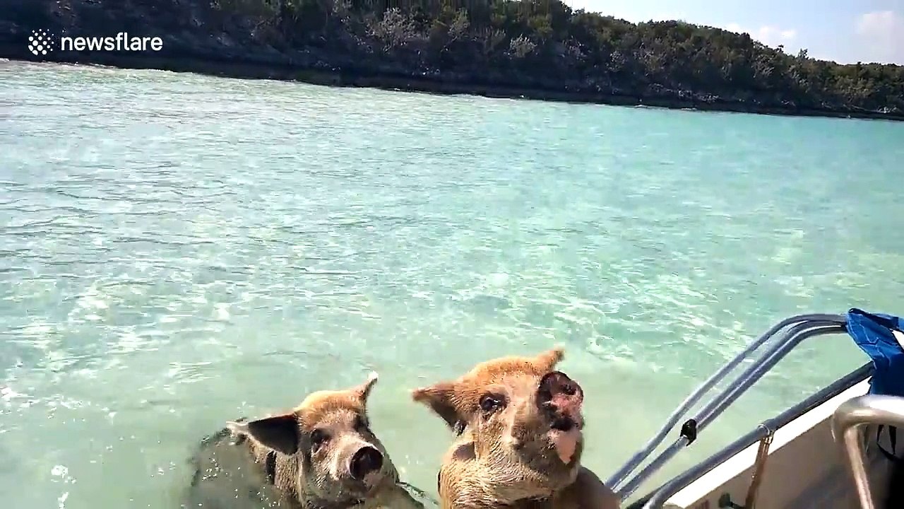 Ce cochons nagent pour réclamer de la bouffe aux touristes au Bahamas !
