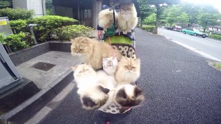Cat Man of Tokyo