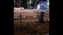 Ce chat attend pour traverser sur le passage clouté au Japon !