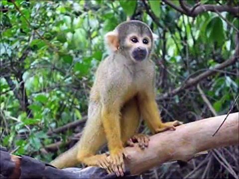 Gym Class Heroes: Stereo Hearts ft. Adam Levine [OFFICIAL VIDEO]