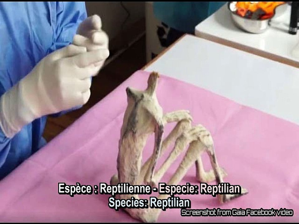 Les Etres mystérieux de Nasca -  Victoria - N° 3 - Spécimens