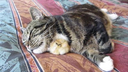 Ce poussin n'a vraiment pas peur des chats