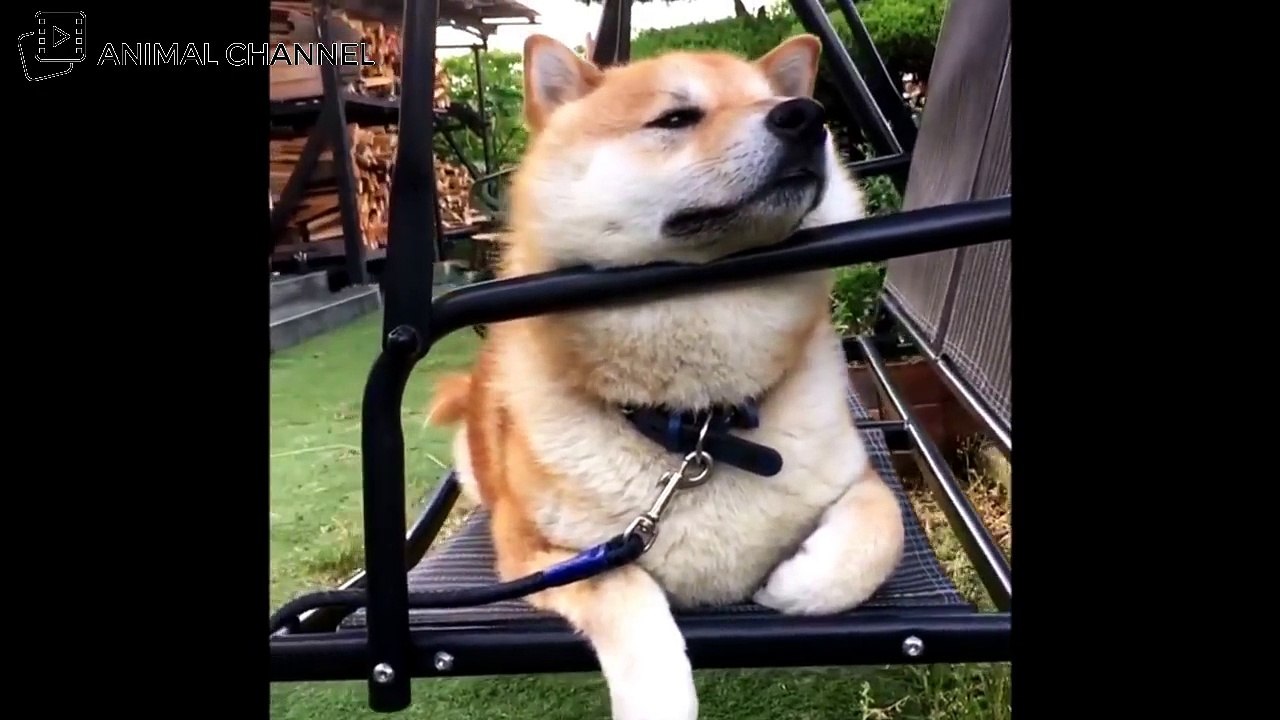 かわいい柴犬(shiba inu)の最高に可愛い・おもしろハプニング動画集 #4