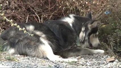 Evinin Karşısına Tuvaletini Yapan Köpeği ve Sahibini Vurdu