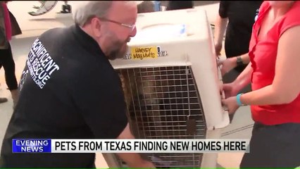 180 Cats, Dogs in Need of Forever Homes Arrive in Illinois from Houston