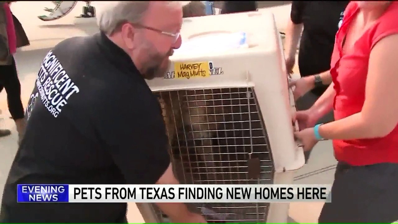 180 Cats, Dogs in Need of Forever Homes Arrive...