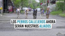 Los perros callejeros se vuelven aliados de los humanos en Corea del Sur