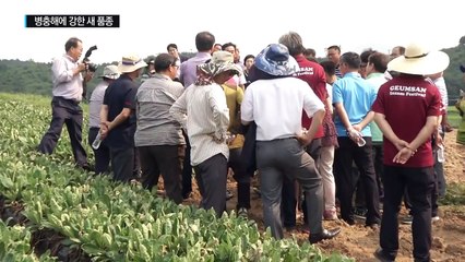 수명 연장한다는 '경옥고' 원료 지황, 새품종 개발 / YTN (Yes! Top News)