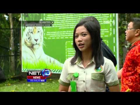 Kisah Keeper Satwa Liar Perempuan - NET5