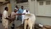 (15) ۔ قربانی کی گائے نے مالک پر ہی حملہ کردیا اور آگے دیکھیں کیا ہوا - YouTube