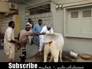 (15) ۔ قربانی کی گائے نے مالک پر ہی حملہ کردیا اور آگے دیکھیں کیا ہوا - YouTube