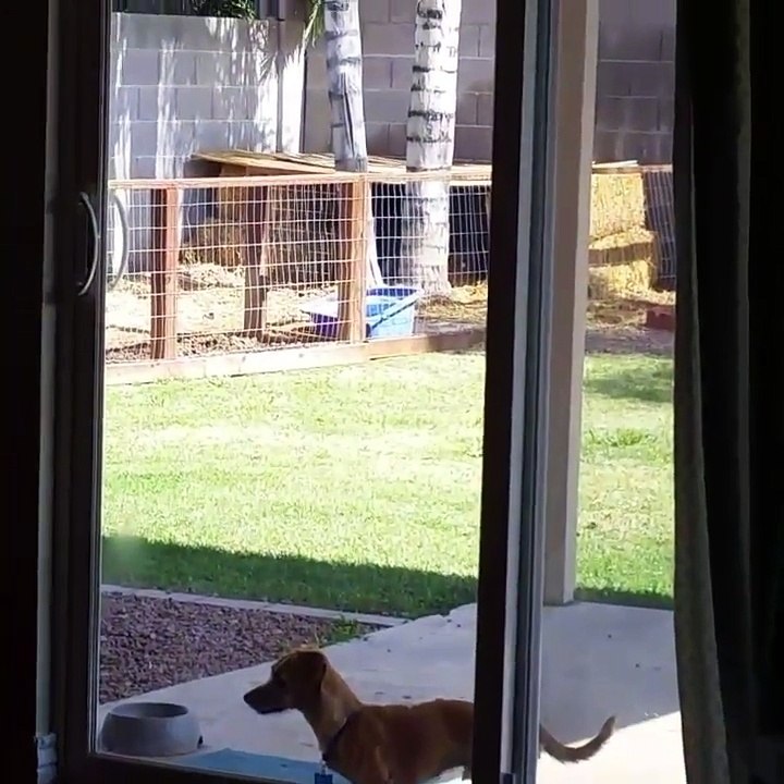 Determined Dog Opens Sliding Door