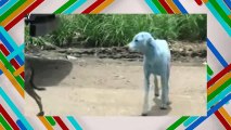 El misterio de los perros azules en la India