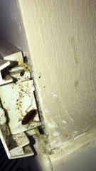 German cockroach control by b2b pest control